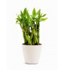 Feng Shui - Lucky Bamboo (any stalks) with ceramic planter